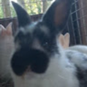 Meet your Posher, Daniela